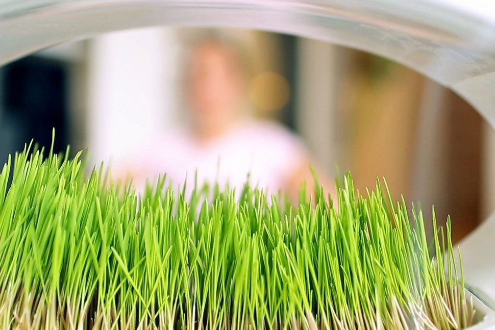 lampara hidroponica verde sentidos glasslamp grasslamp 1 970x647 c