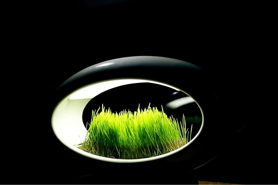 lampara hidroponica verde sentidos glasslamp grasslamp 10 970x647 c