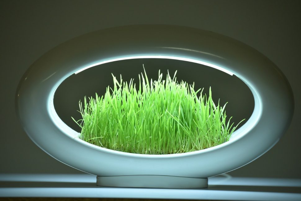 lampara hidroponica verde sentidos glasslamp grasslamp 6 970x647 c