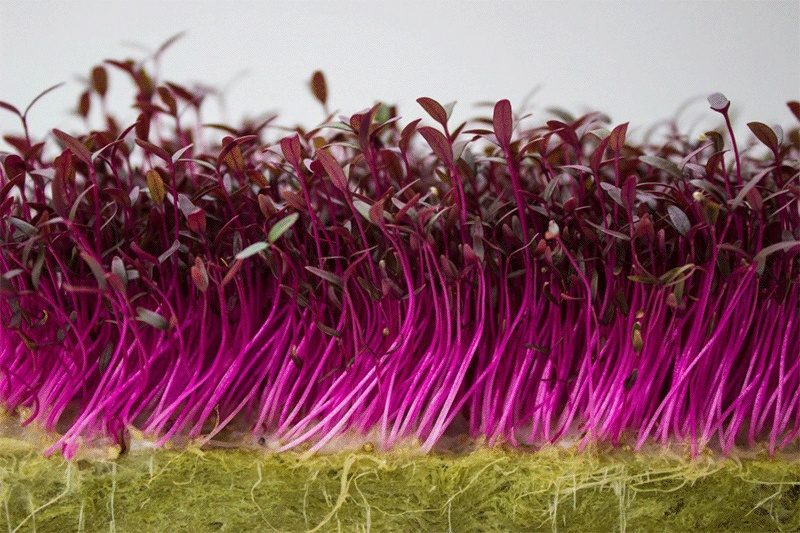 lampara hidroponica verde sentidos glasslamp grasslamp 7 970x647 c