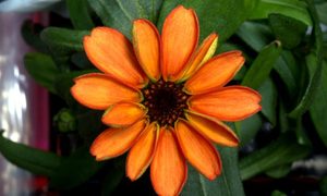 primera flor espacio zinnia