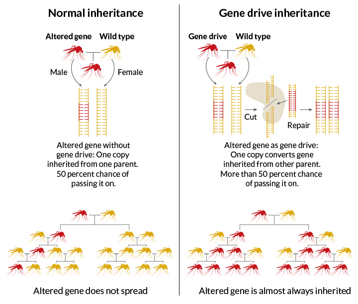 121215_CRISPR_mosquito_NEW
