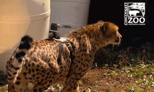 gopro leopardo video 2016 06 01  1