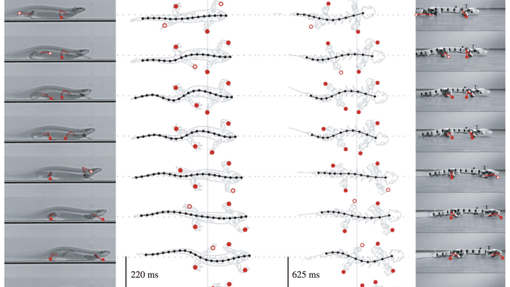 robot salamandra podria ayudar paraplejicos screen shot 2016 06 30 at 15 41 37 720x405 c