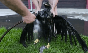 un fotografo rescata por segunda vez a aguila captura de pantalla 2016 08 16 las 12 24 59