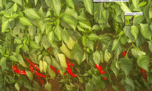 prospera agricultura inteligencia artificial screen shot 2016 07 31 at 10 52 33 am 640x0