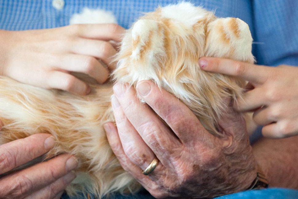 perrito robot para compania de ancianos 4