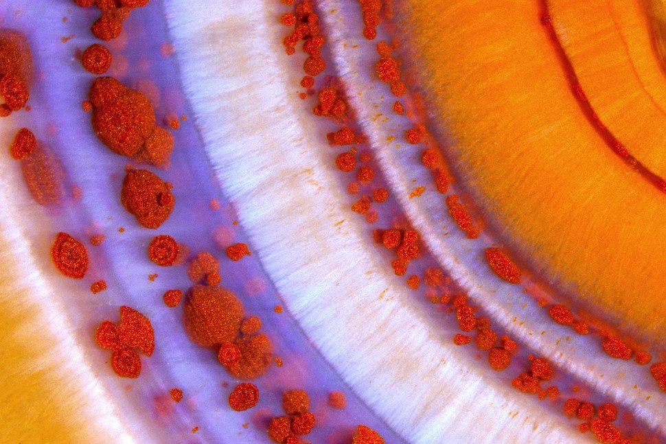 microfotografias macro concurso imrs php 2 970x647 c