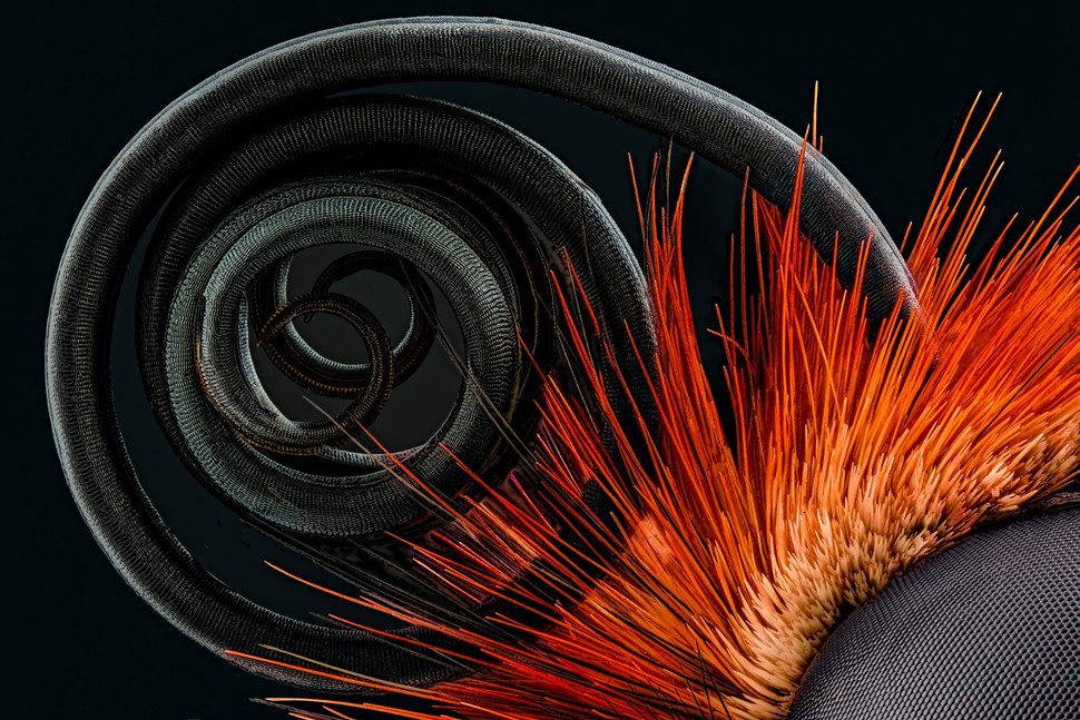 microfotografias macro concurso imrs php 4 970x647 c