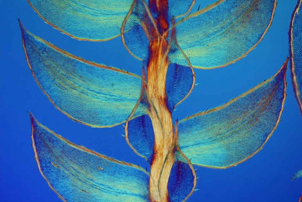 microfotografias macro concurso imrs php 7 970x647 c