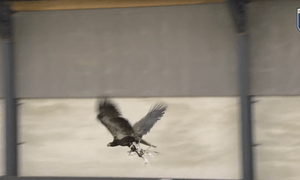 reino unido podria usar aguilas para derribar drones captura de pantalla 2016 11 02 a las 10 23 25