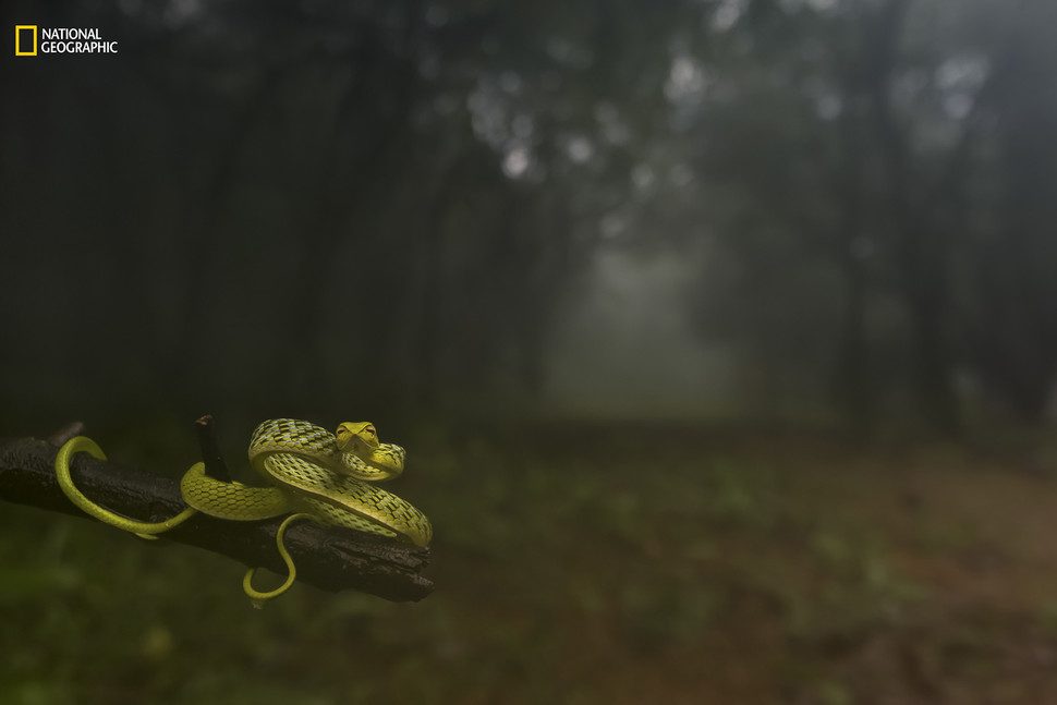 fotografias concurso national geographic dragging you deep into the woods 970x647 c