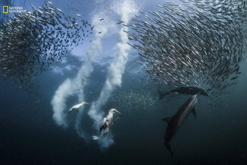 fotografias concurso national geographic sardine run 970x647 c