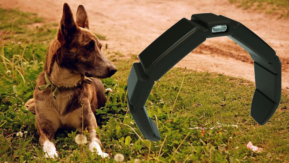 trakz collar mascota 1 970x647 c