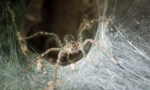 ya es posible crear tela de arana artificial 50803579 l 640x0