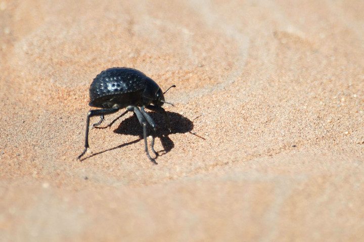 namib_desert_beetle-720x720