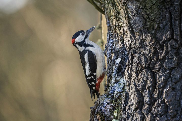 woodpecker-720x720