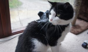 proteje mascotas juegos realidad virtual cat vive tracker pet