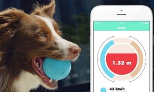 pelota inteligente rastrea la actividad de tu perro bringly
