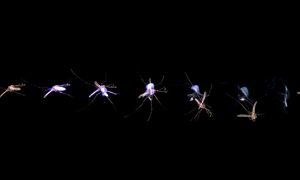 rayo laser mosquitos photonic fence 2