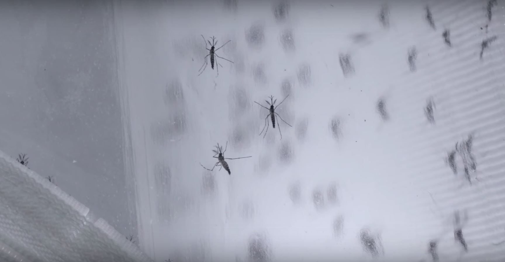 control mosquitos verily google insects