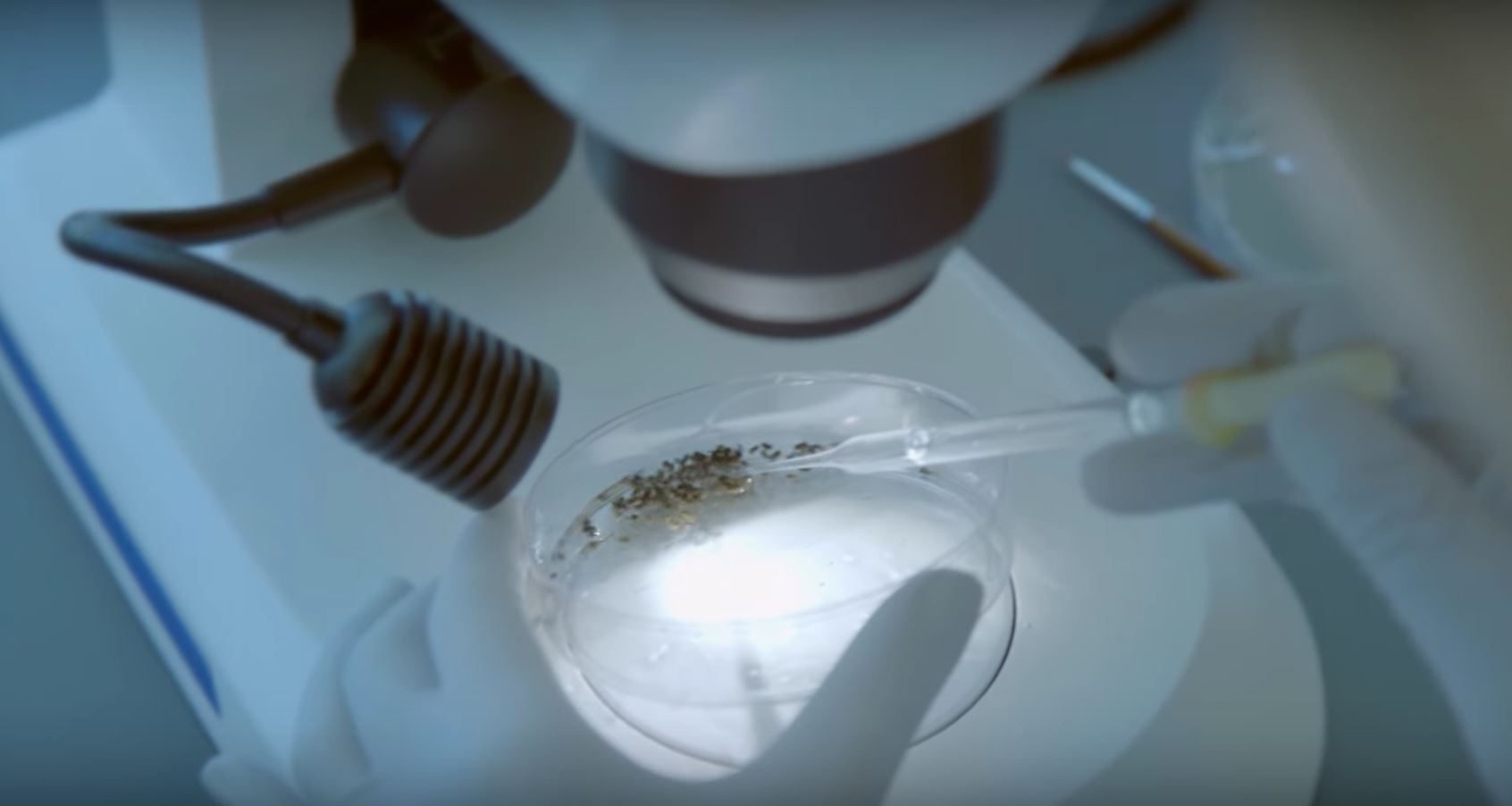 control mosquitos verily google insects1