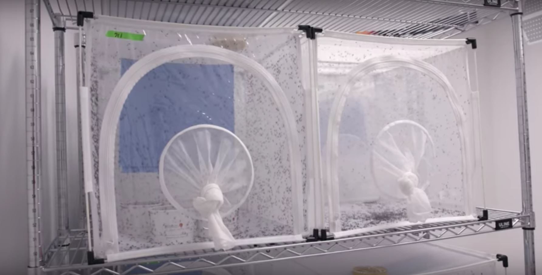 control mosquitos verily google insects3