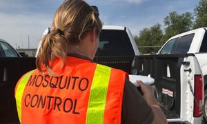 control mosquitos verily google mosquito