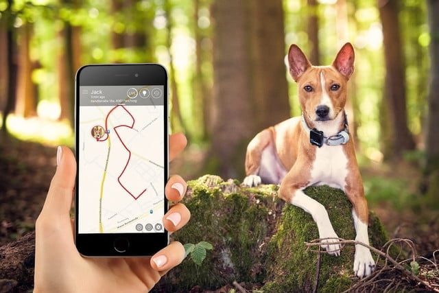 tractive rastrea mascotas 1 640x427 c