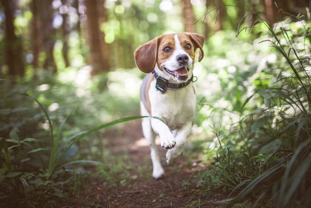 tractive rastrea mascotas 2 640x427 c