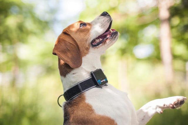 tractive rastrea mascotas 3 640x427 c