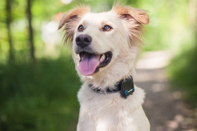 tractive rastrea mascotas 4 640x427 c