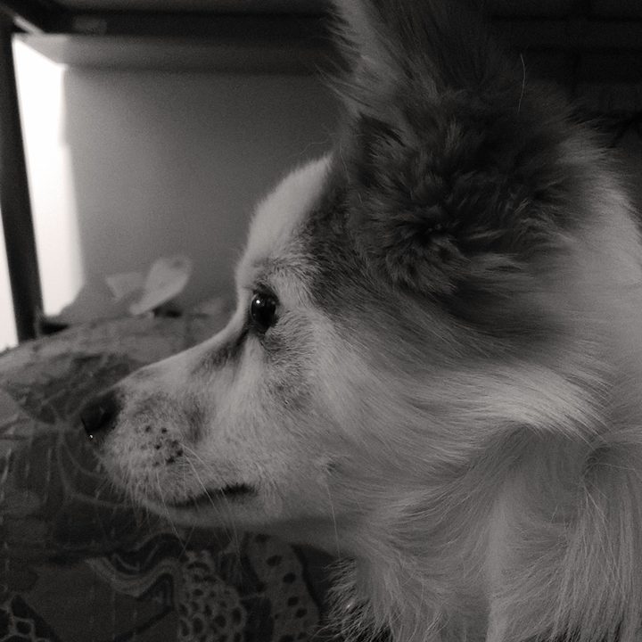 revision essential phone ph 1 camera sample doggo bw