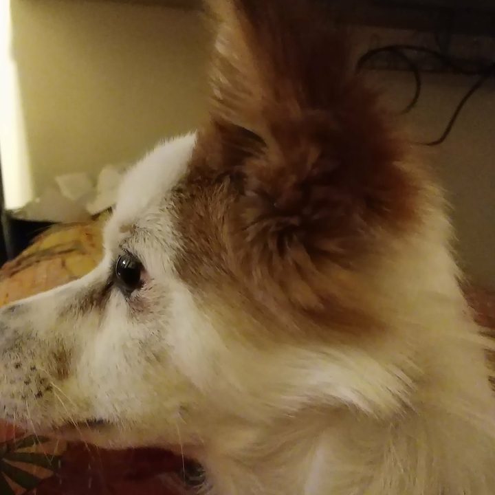 revision essential phone ph 1 camera sample doggo