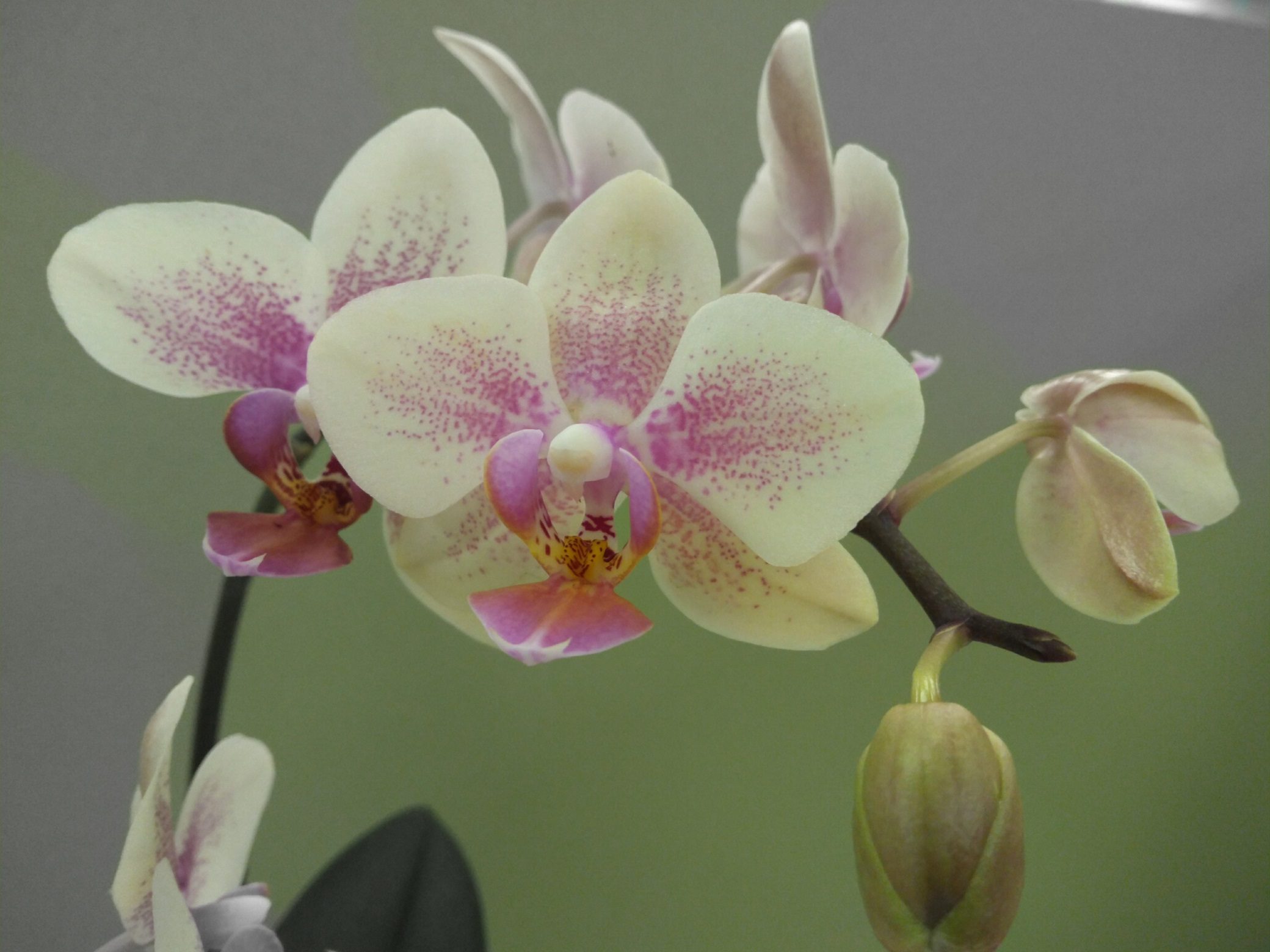 revision moto g5s plus lenovo img 20171002 150758