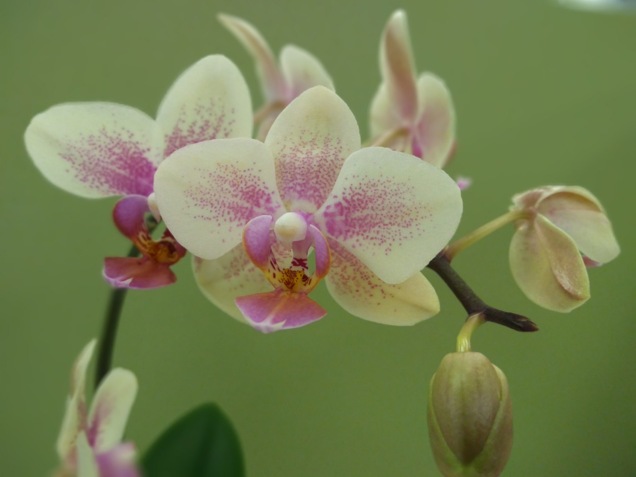 revision moto g5s plus lenovo img 20171002 150844