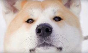 dog akita
