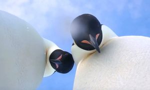 pingüinos
