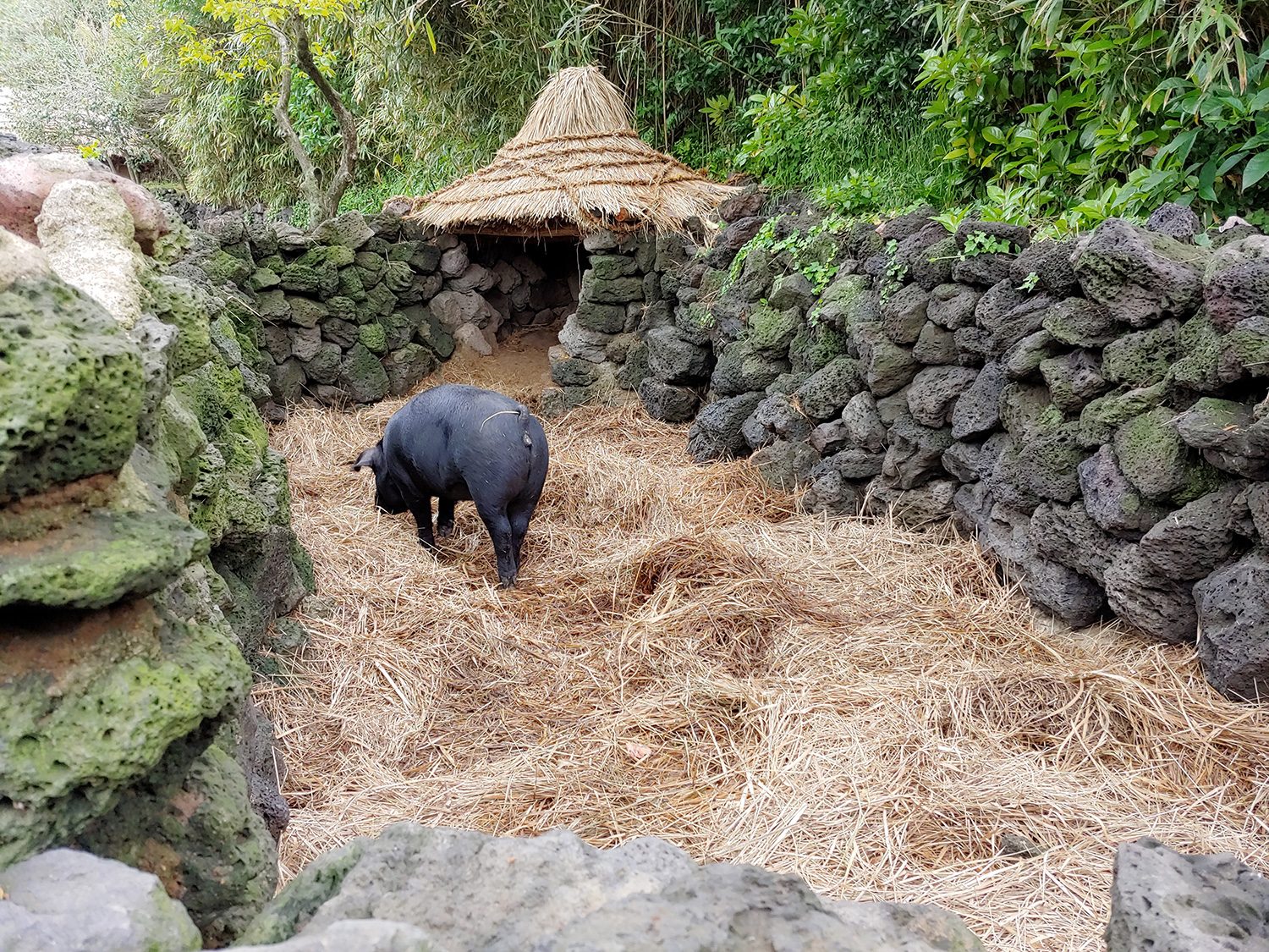 revision lg g7 thinq camera samples normal pig