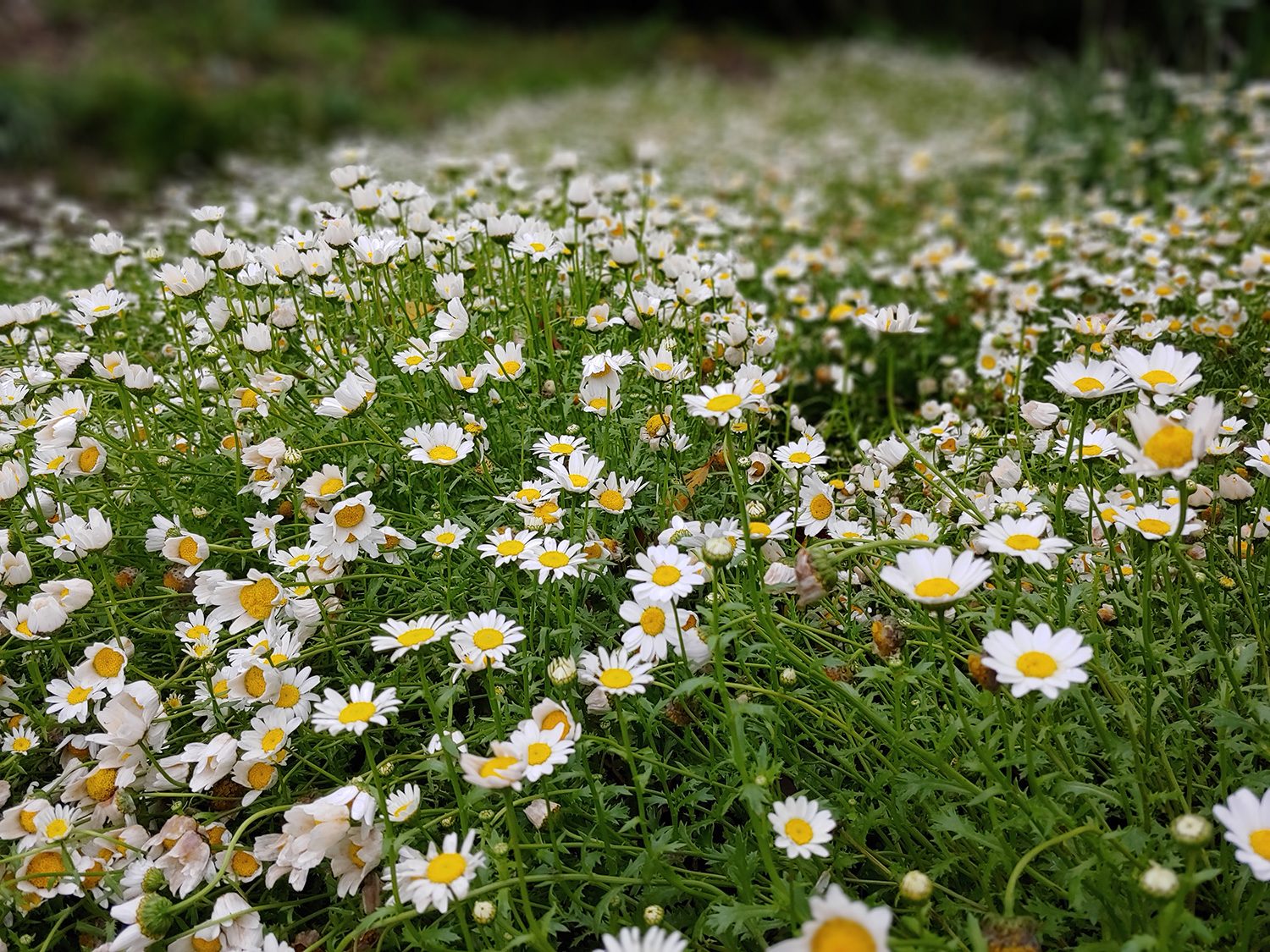 revision lg g7 thinq camera samples portrait flower