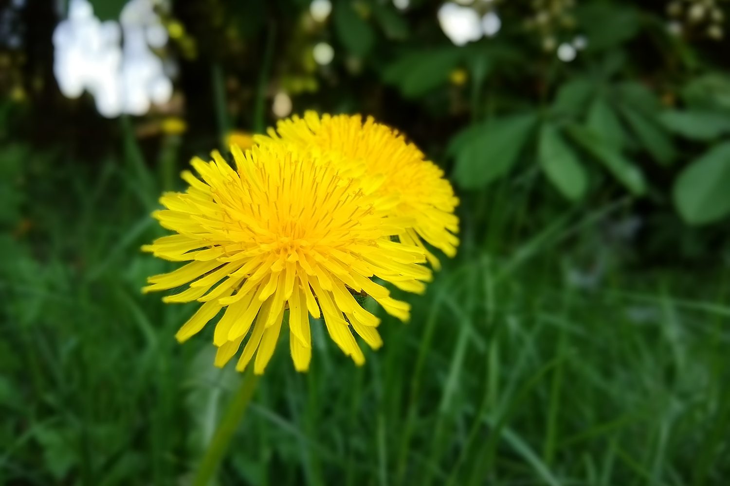 Moto G6 Portrait Mode