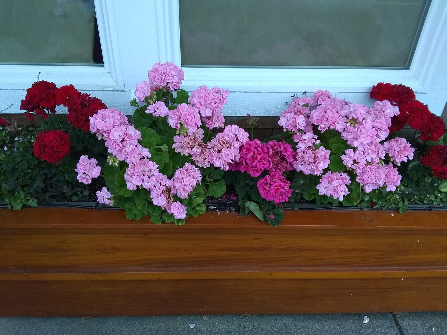 revision moto e5 play camera samples flowers