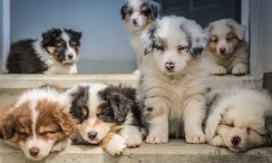 aspiradoras para pelos de perro