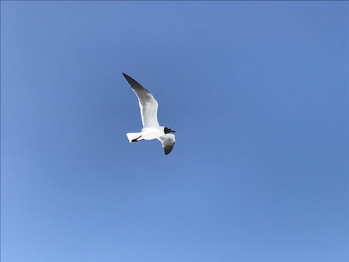 como tomar buenas fotos en los viajes smartphone travel tips bird 720x720