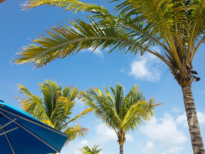 como tomar buenas fotos en los viajes smartphone travel tips palm trees 720x720