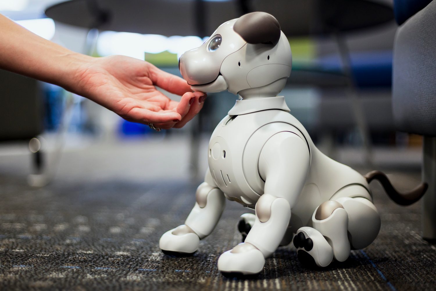 jugando con aibo perro robot sony the robodog 10