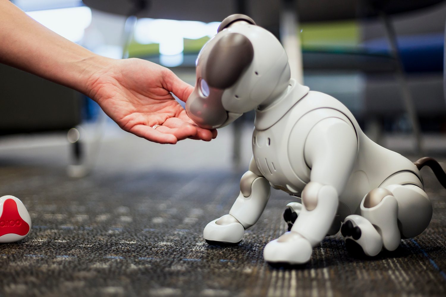 jugando con aibo perro robot sony the robodog 12