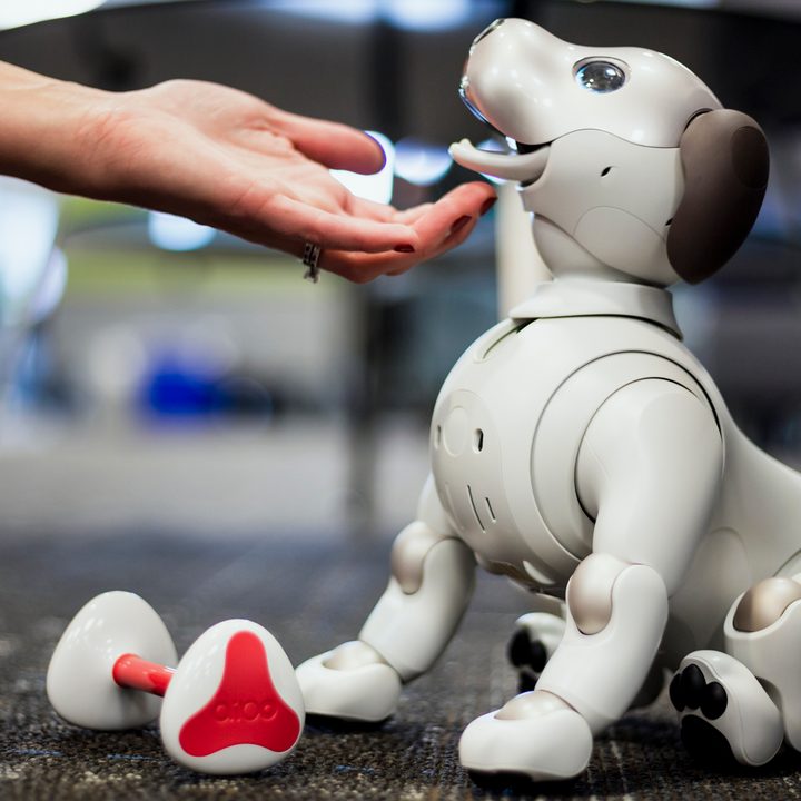 jugando con aibo perro robot sony the robodog 16