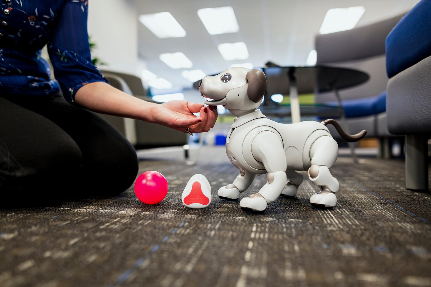 jugando con aibo perro robot sony the robodog 18