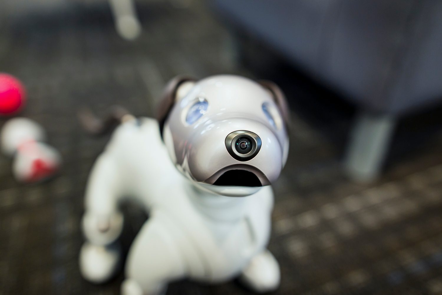 jugando con aibo perro robot sony the robodog 23